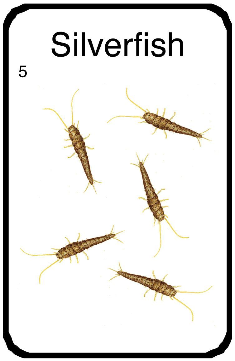 Sherbie vs The Silverfish
