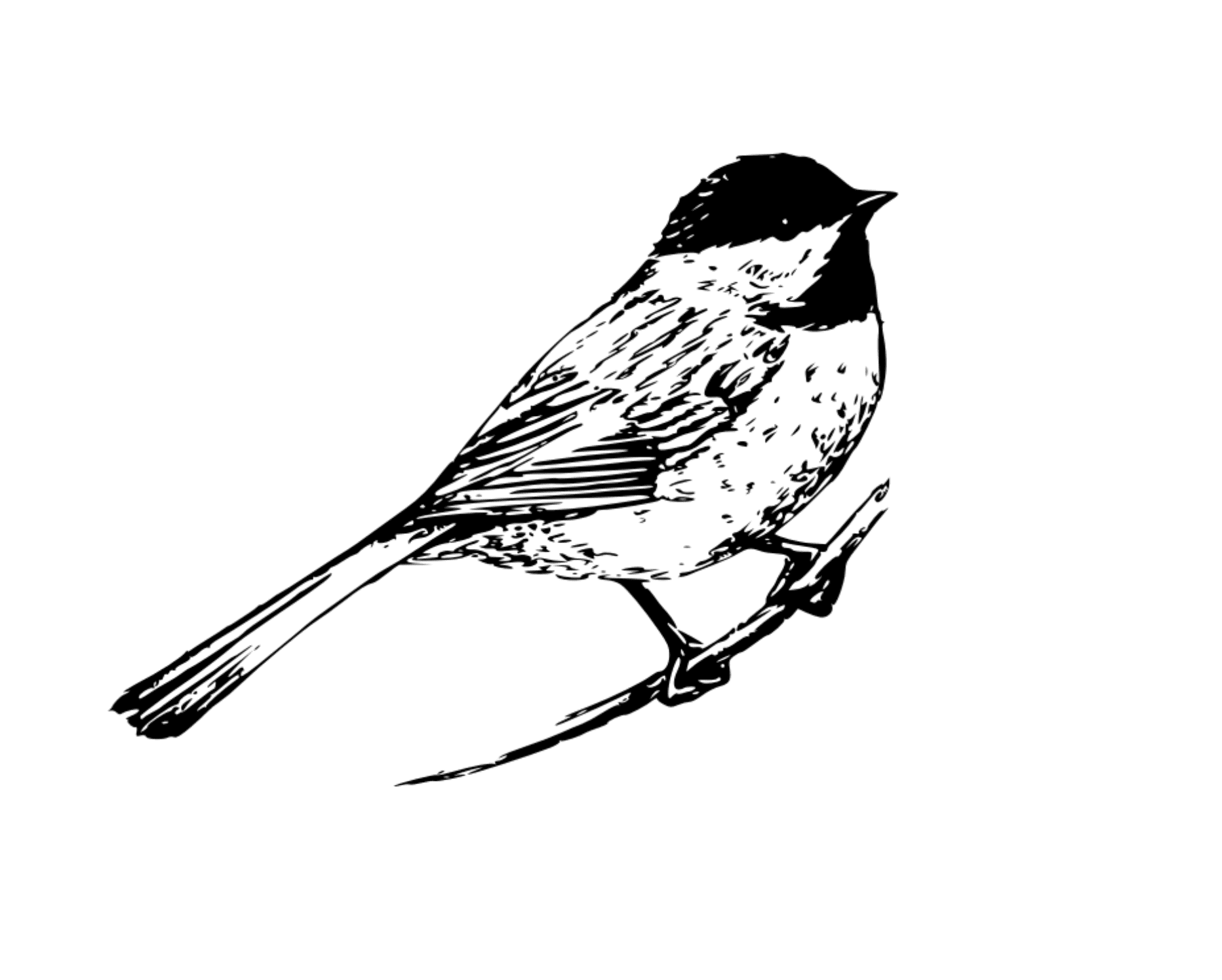 Chickadee